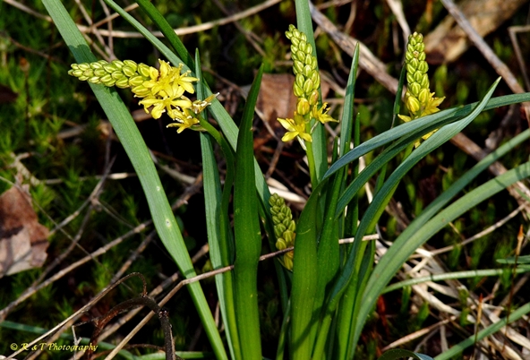 {Schoenolirion croceum}